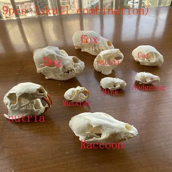9pcs combinație Unică real Taxidermie Craniu de Colectare,specimen, decoratiuni