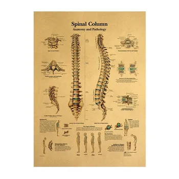 12BUC/Set Medicale Decor Pictura de Epocă Poster Structura Corpului Craniu Sistemului Nervos Postere de Arta de Perete de Hârtie Kraft Autocolant de Perete